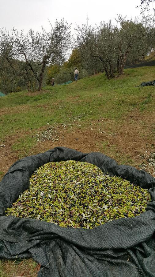 Agriturismo Sommassa Greve in Chianti Esterno foto